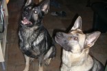 meine Hunde Anton (links) und Donka (rechts)