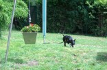 Sparky, Miniatur Bull Terrier