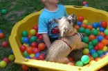 Cairn-Terrier-Welpe Jaynee mit Jeremy im Bällebad