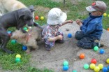 Doggen-Welpe Platon und Cairn-Terrier-Welpe Jaynee mit Kindern